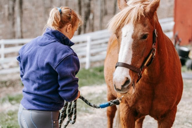 Train Your Horse to Stand Still for Grooming and Tacking
